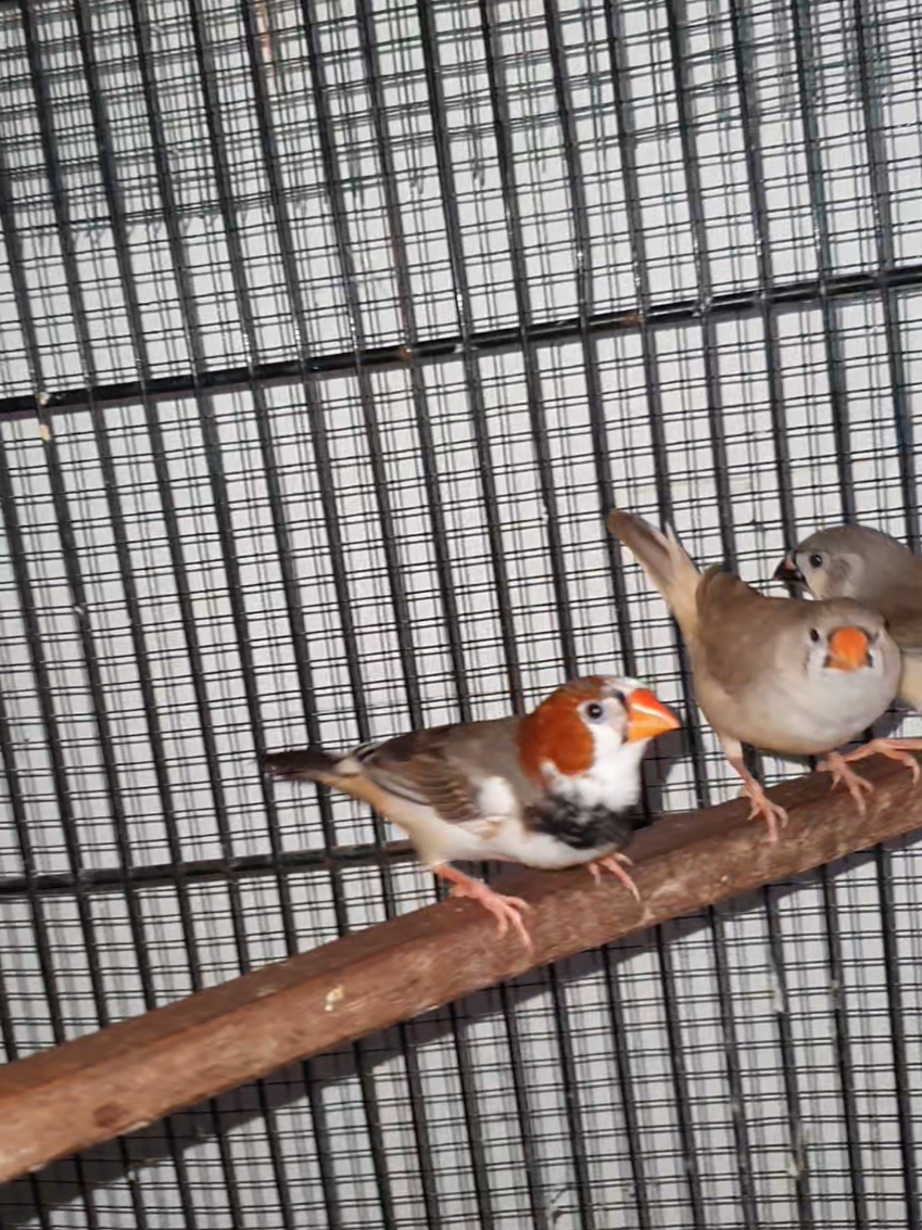 @B for birds