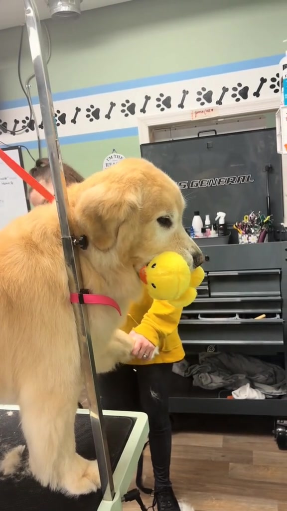 @DogGrooming101