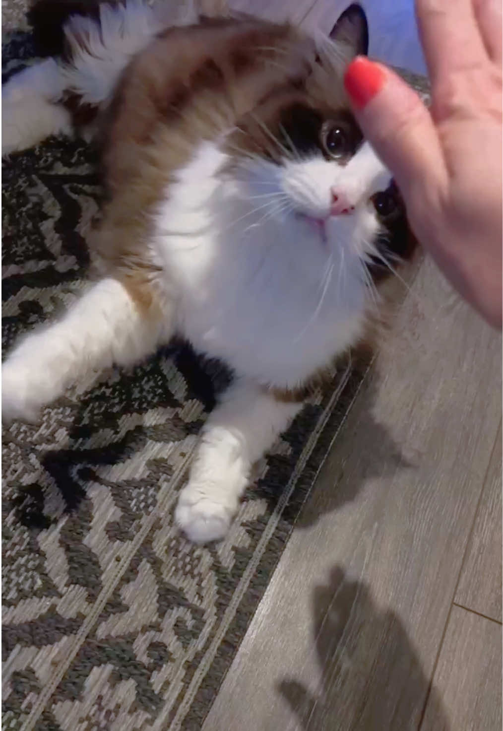@Ted the ragdoll cat 🐾