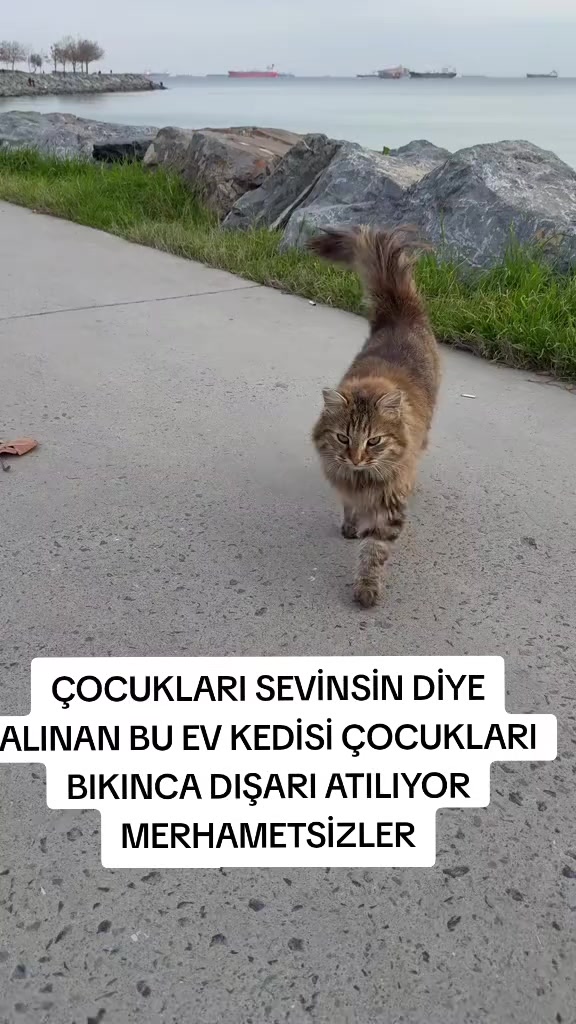 @MUSTAFA38