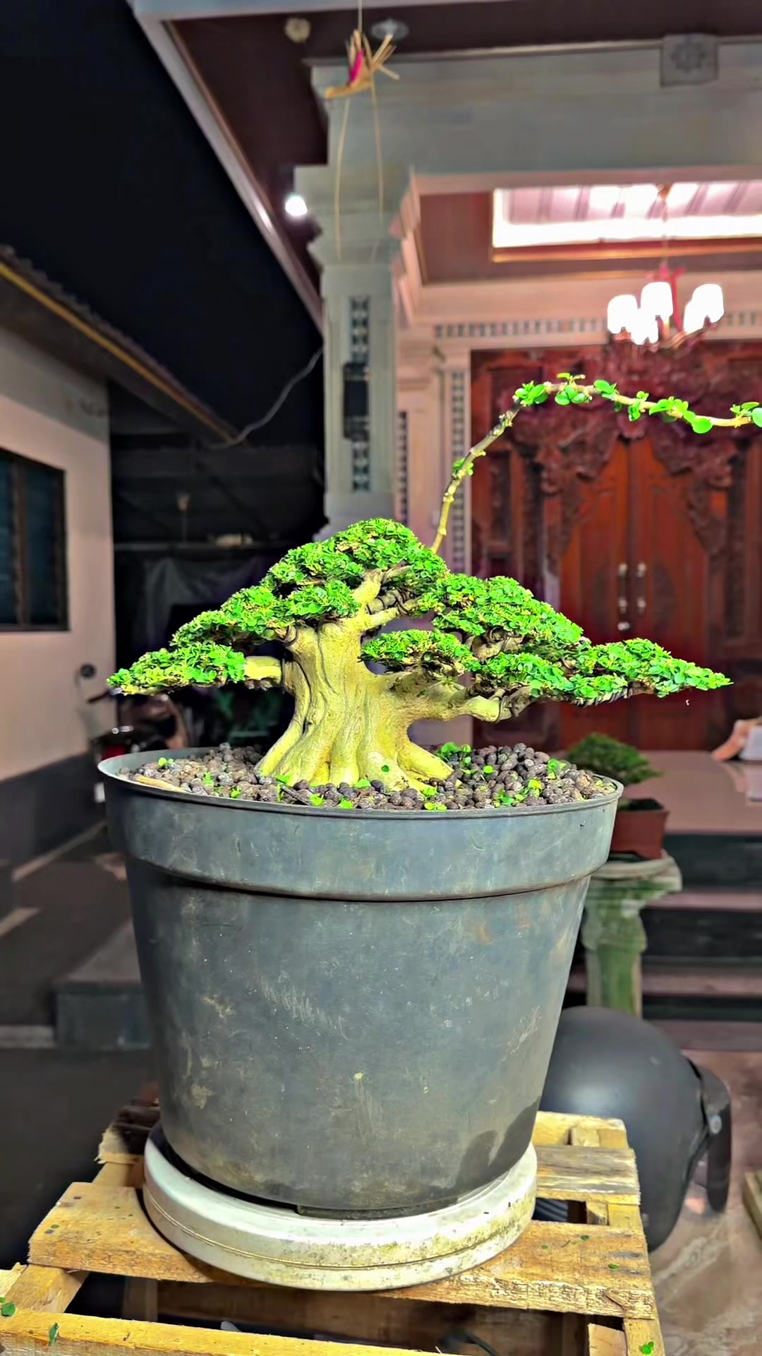 @“Cris Art Bonsai”
