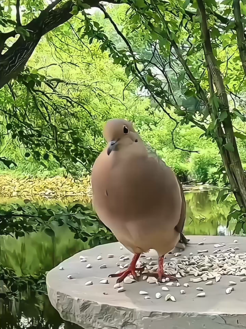 @🌻