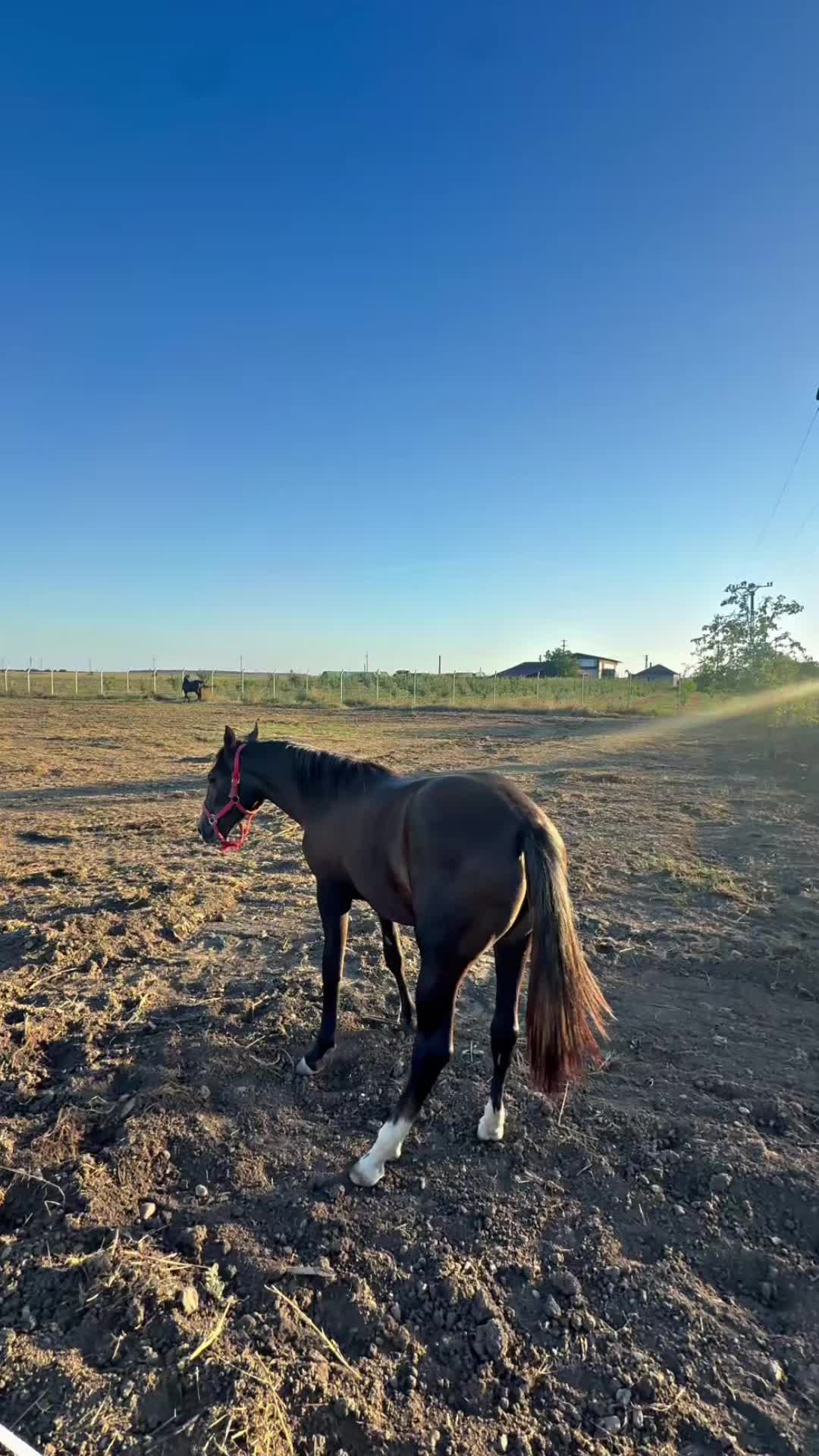 @gabriela.agrovet