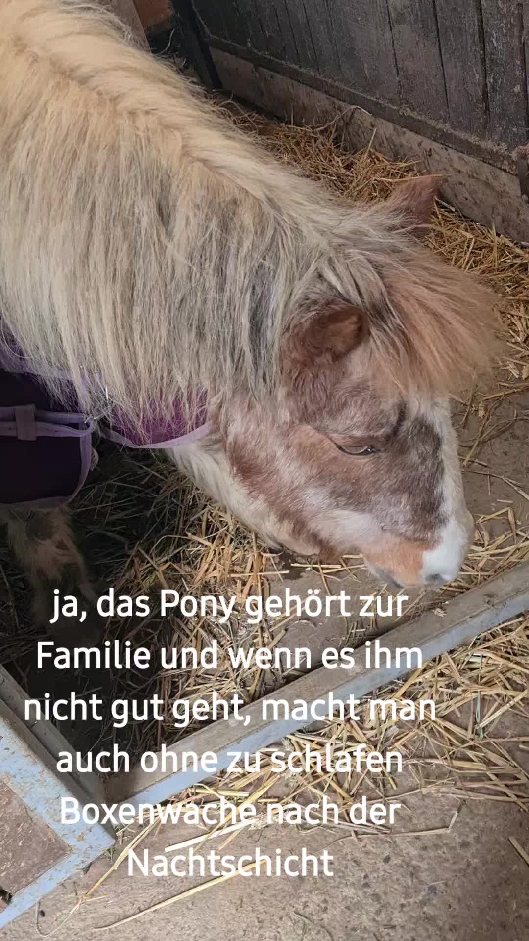 @Ponykids Freitagsgrund