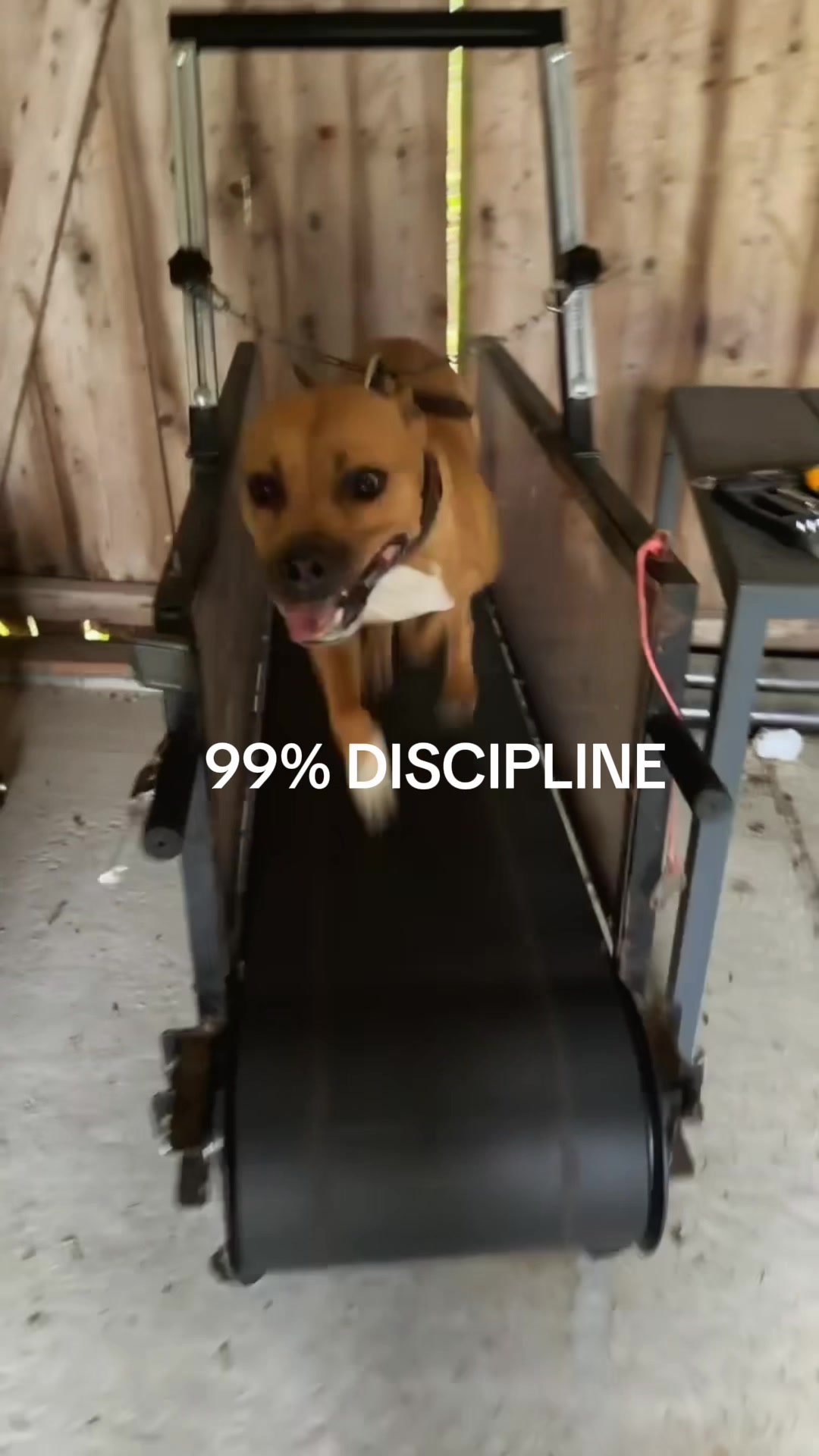 @SDS (soul dog Sweden) 🇸🇪