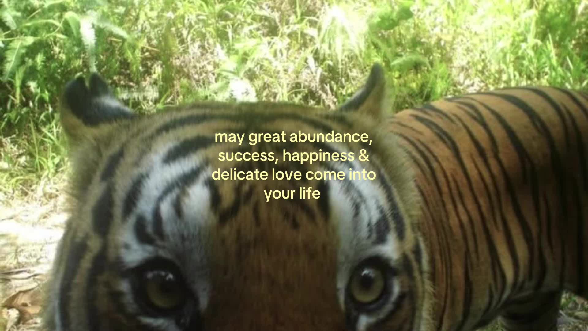 @ℳ