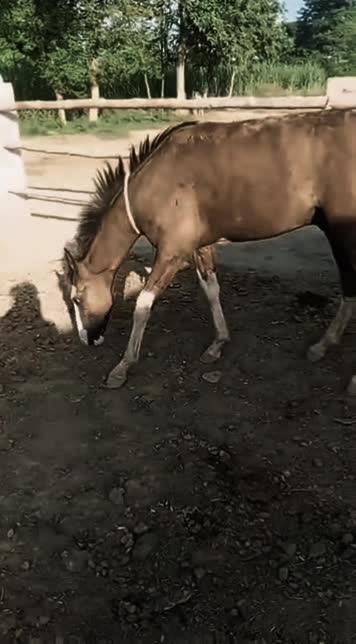 @Only Horse Video 🐴🐴