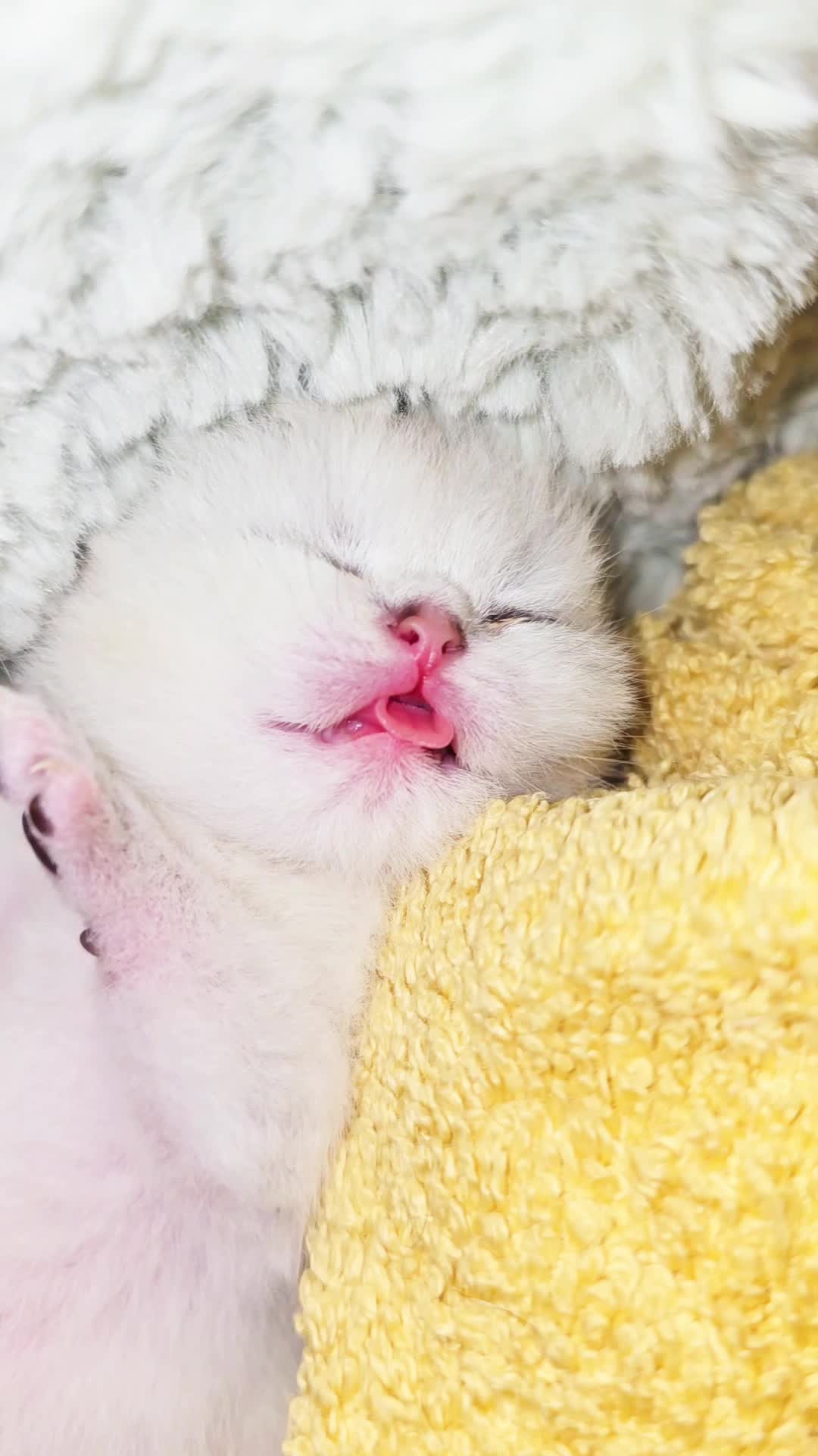 @Cat Chloe & kittens