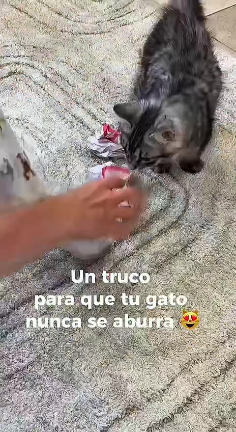 @Bobtopbarcelona