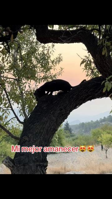 @Verónica