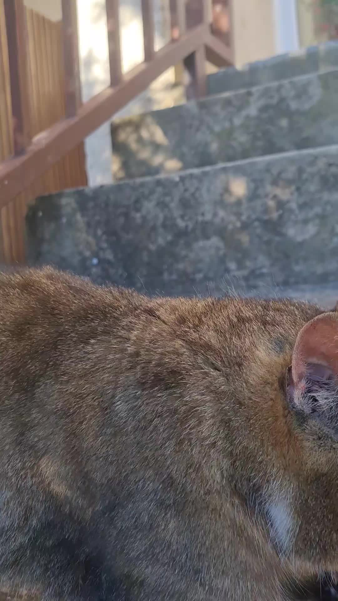 @Cat World