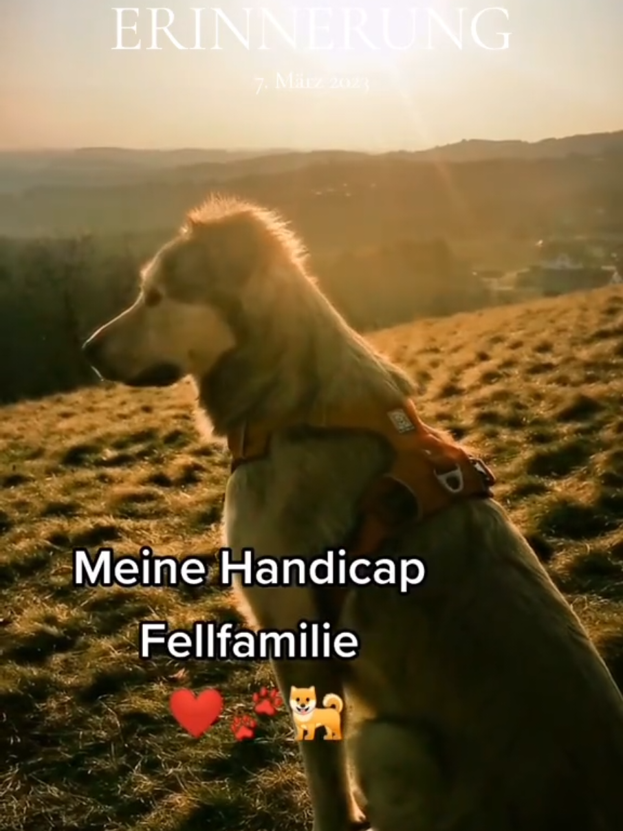 @Handicap.dogs.on.tour.