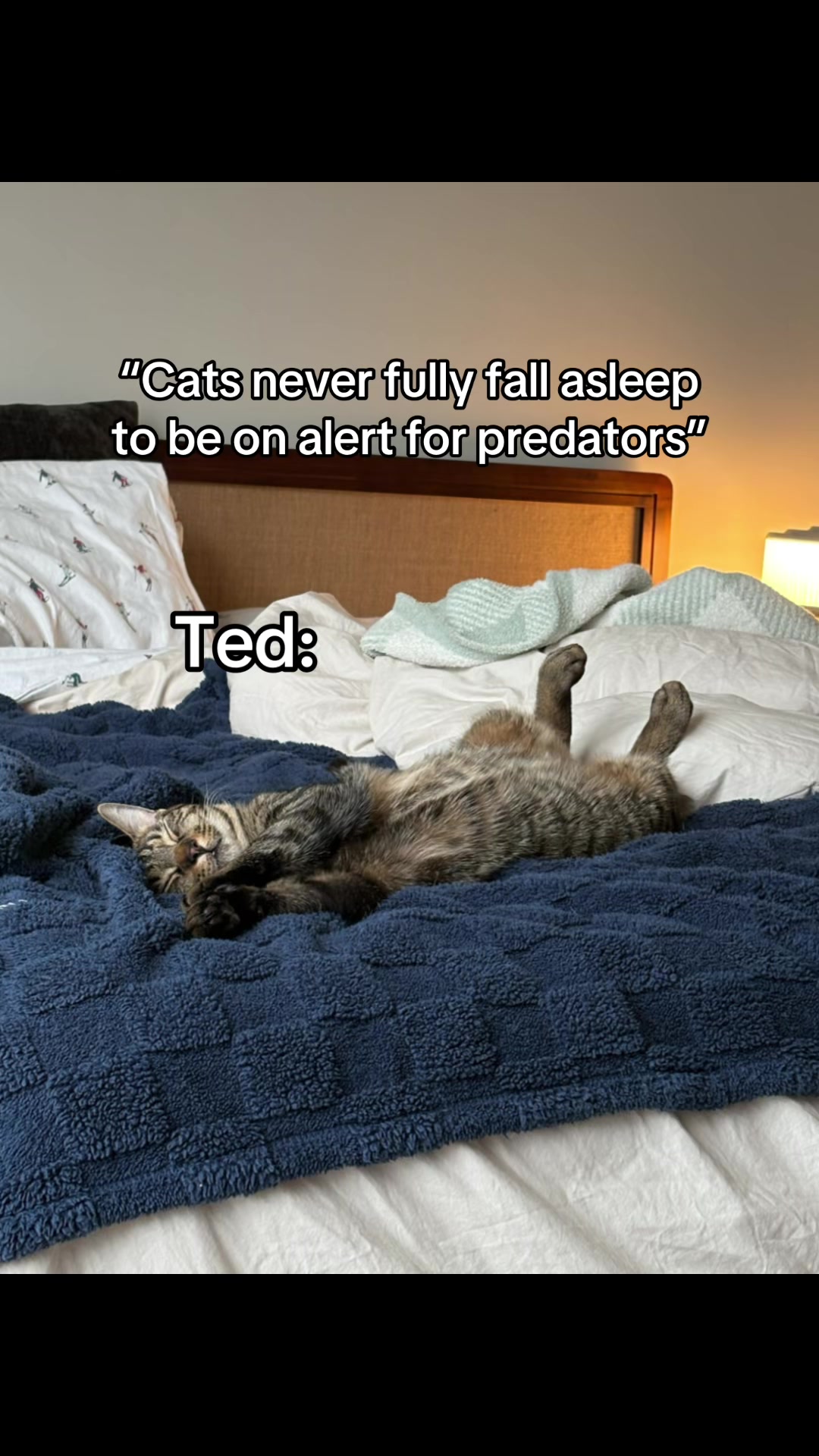 @Quinn The Calico
