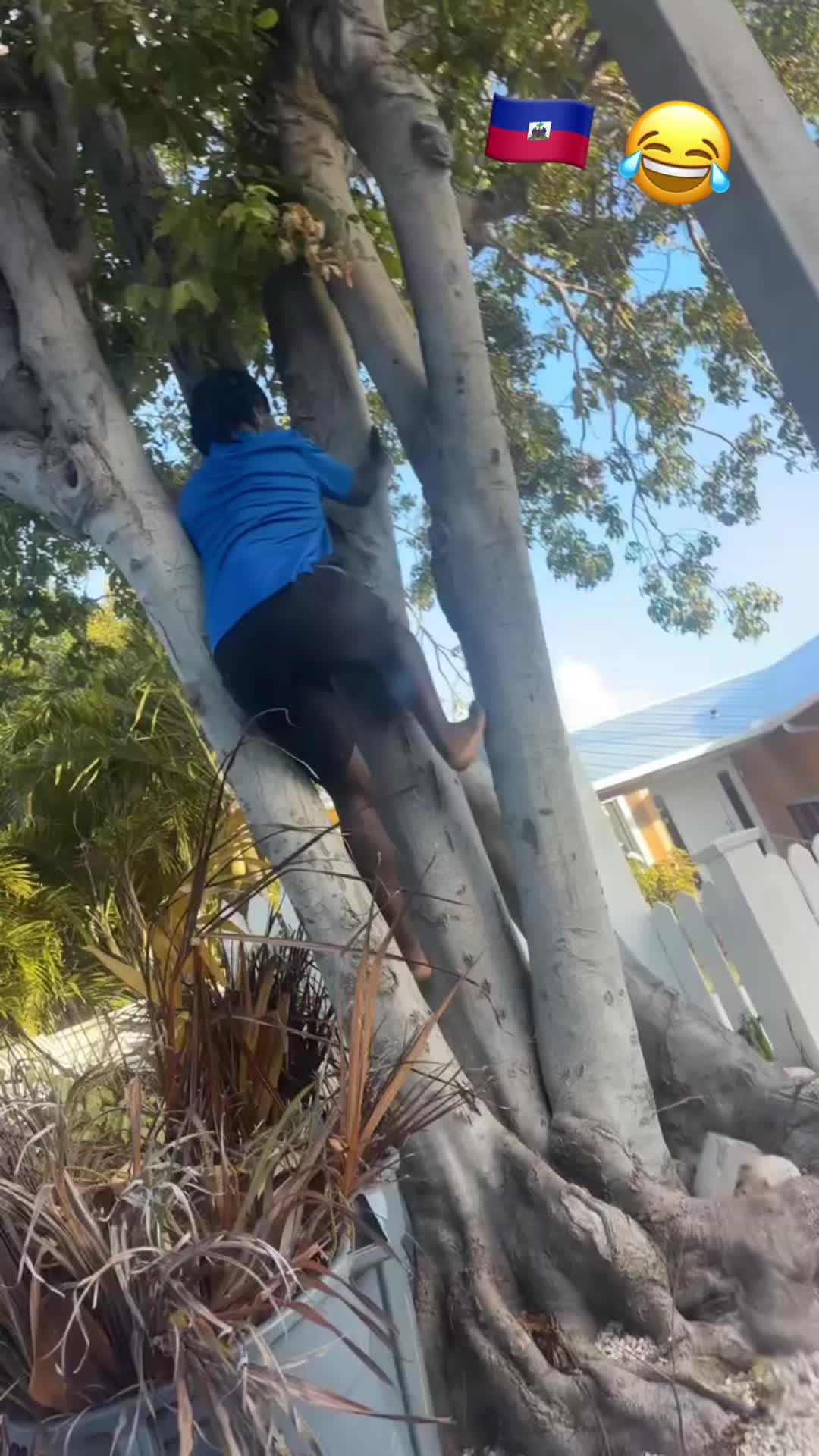 @creoleflicks