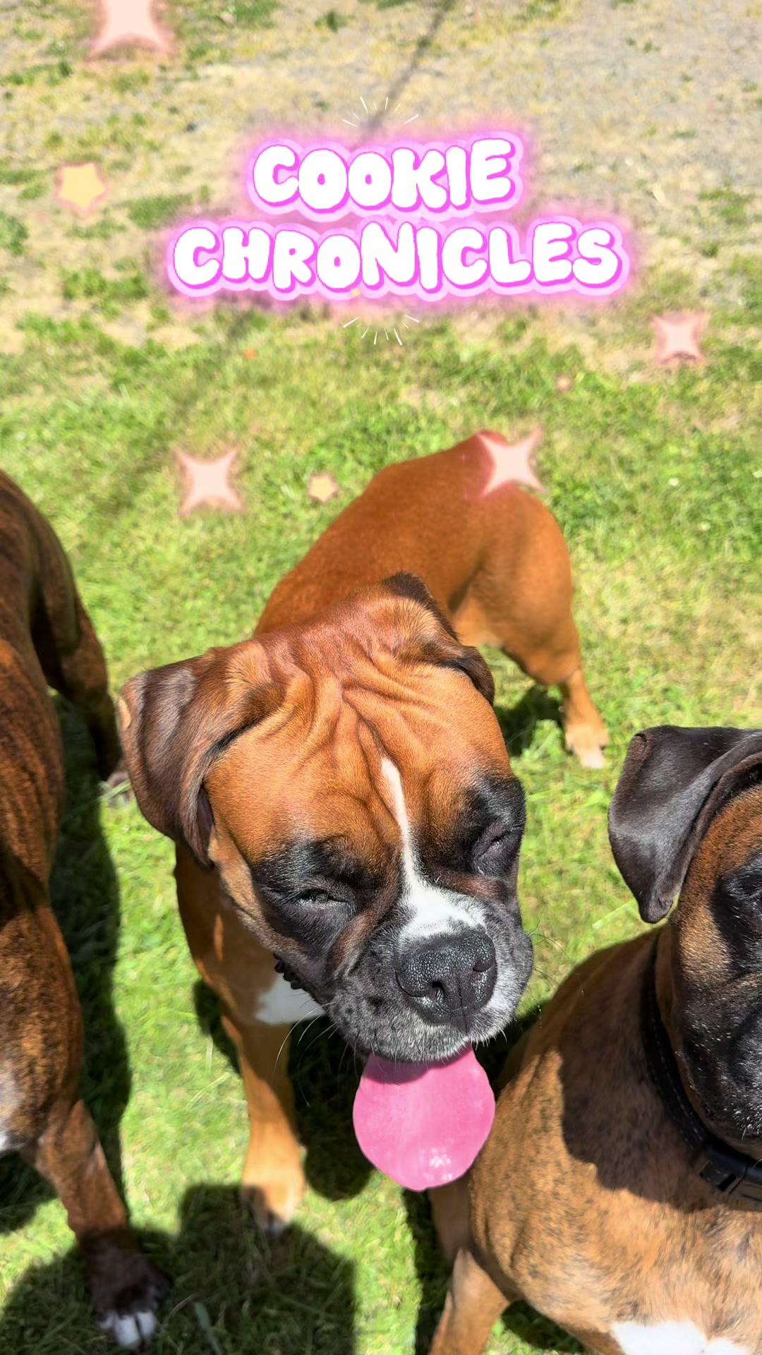 @boxermadness