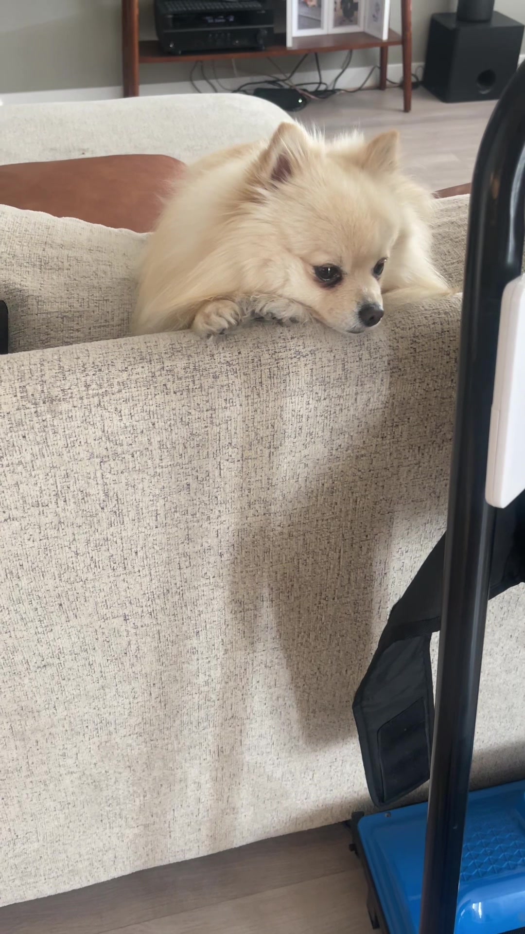 @beingmilothepom