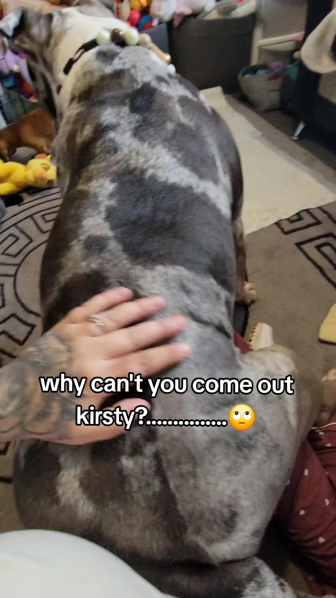 @kirsty+starlight the xl bully