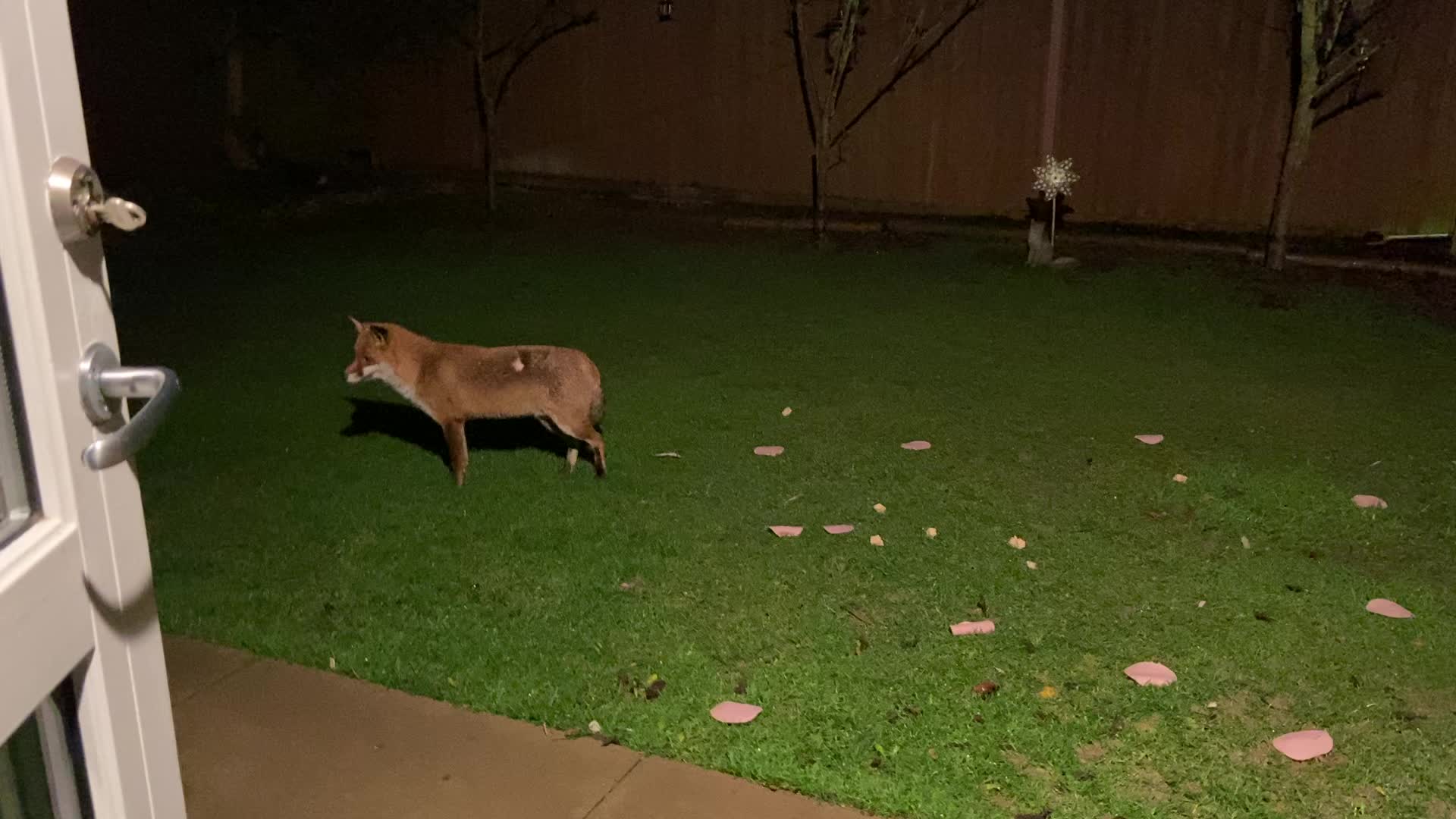 @SeanRescuesAnimals
