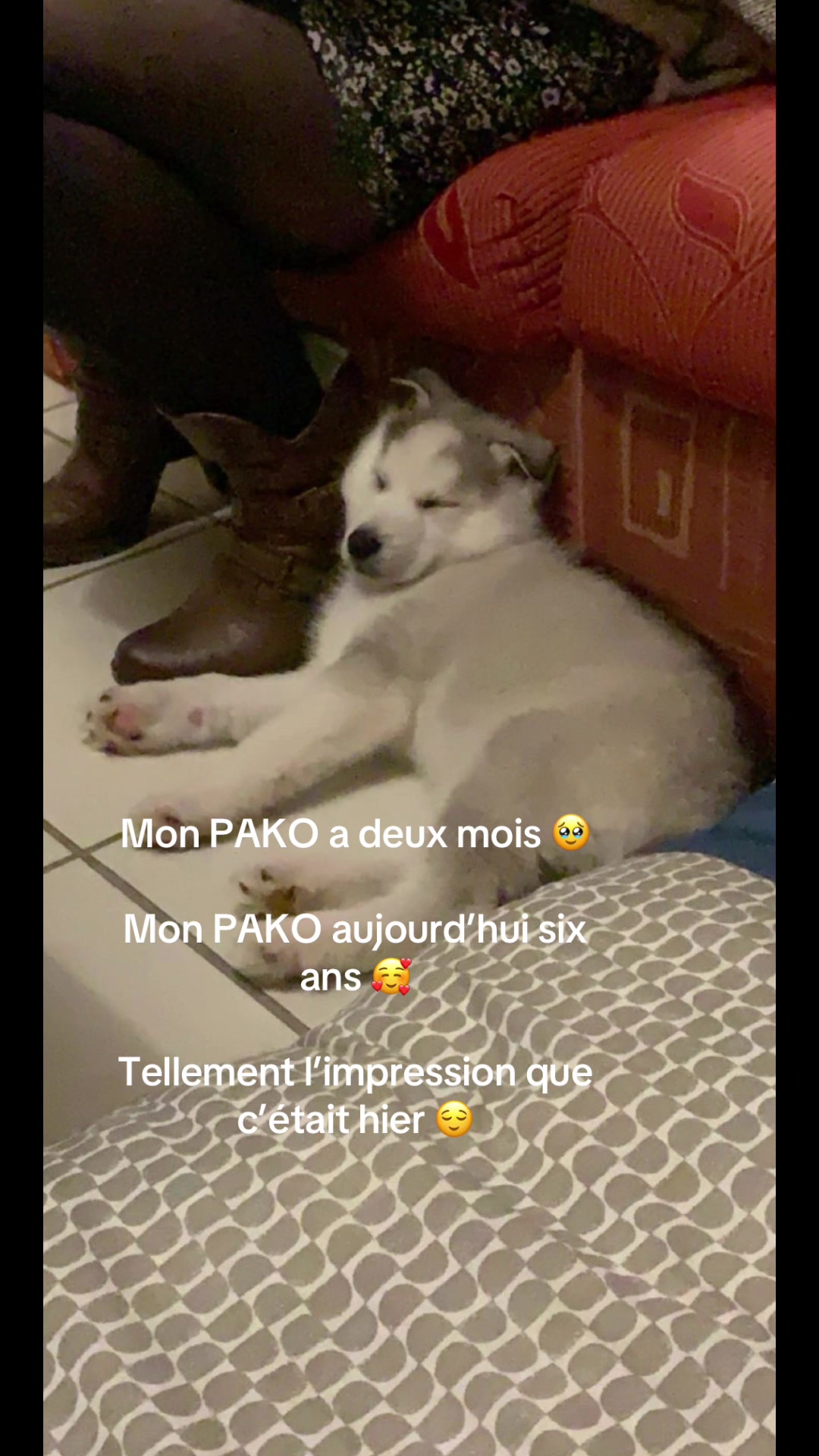 @🐺 PAKO Husky Sibérien