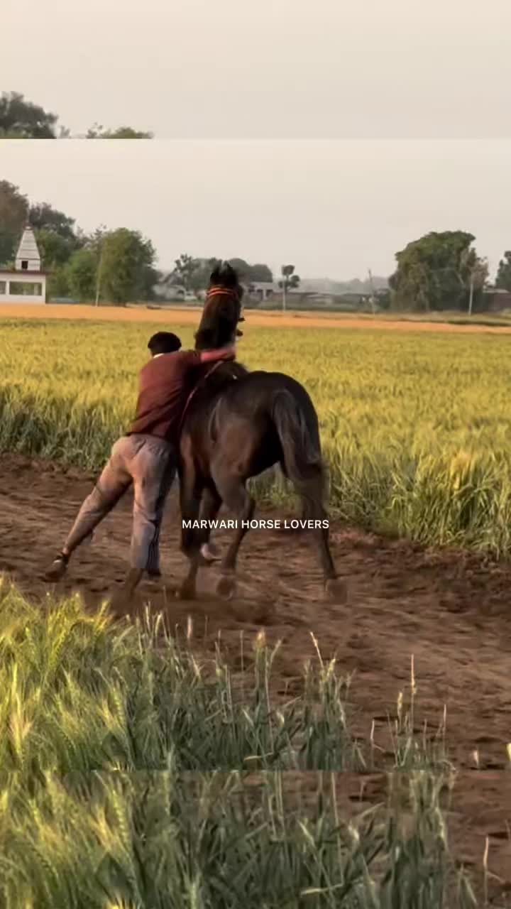 @🏇 MARWARI HORSE RACING 🏇