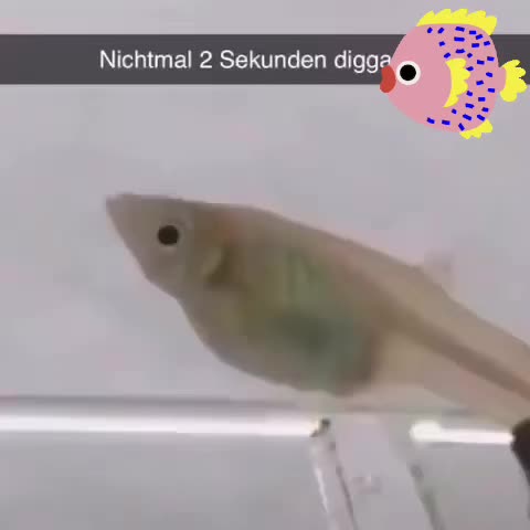 @interessanto