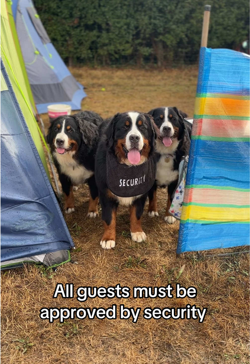 @Bramble, Ivy and Gino