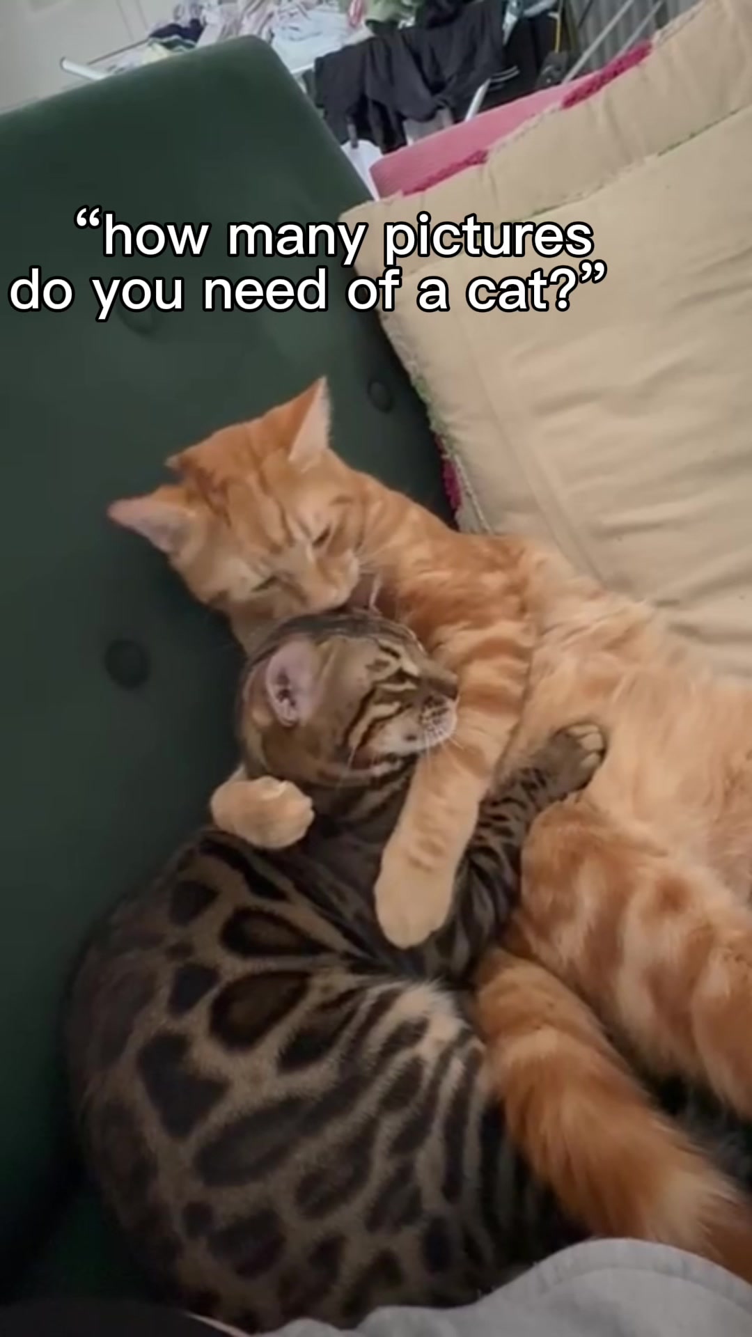 @Nacho&Bagel 🐈🐆