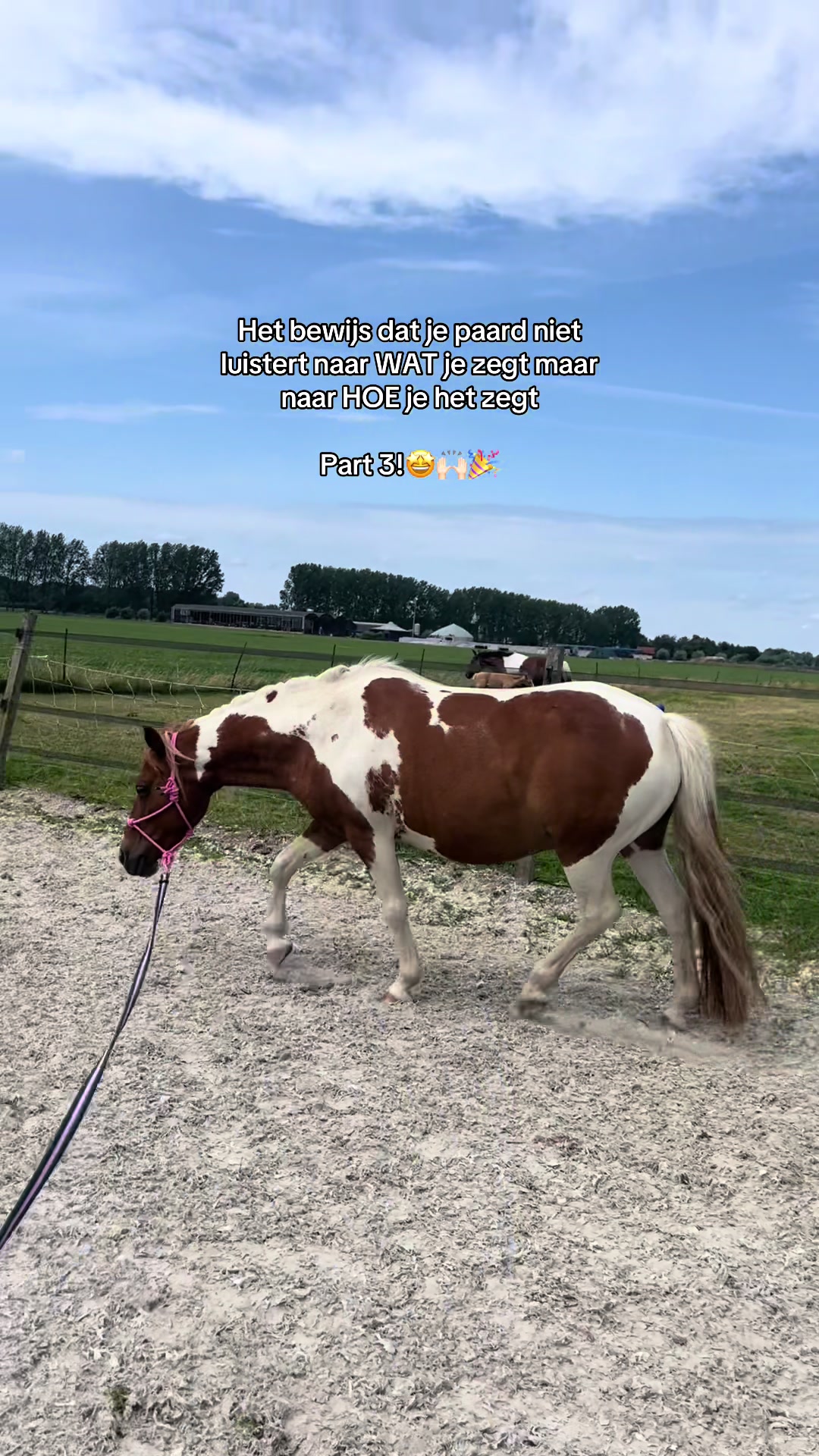 @idh_horses