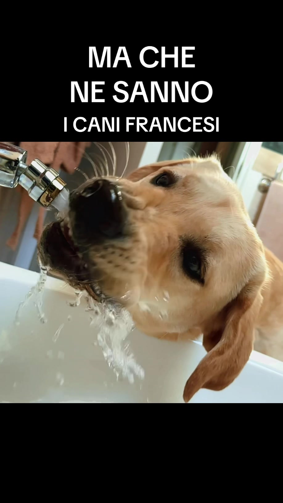 @ALMA_labradorRetriever