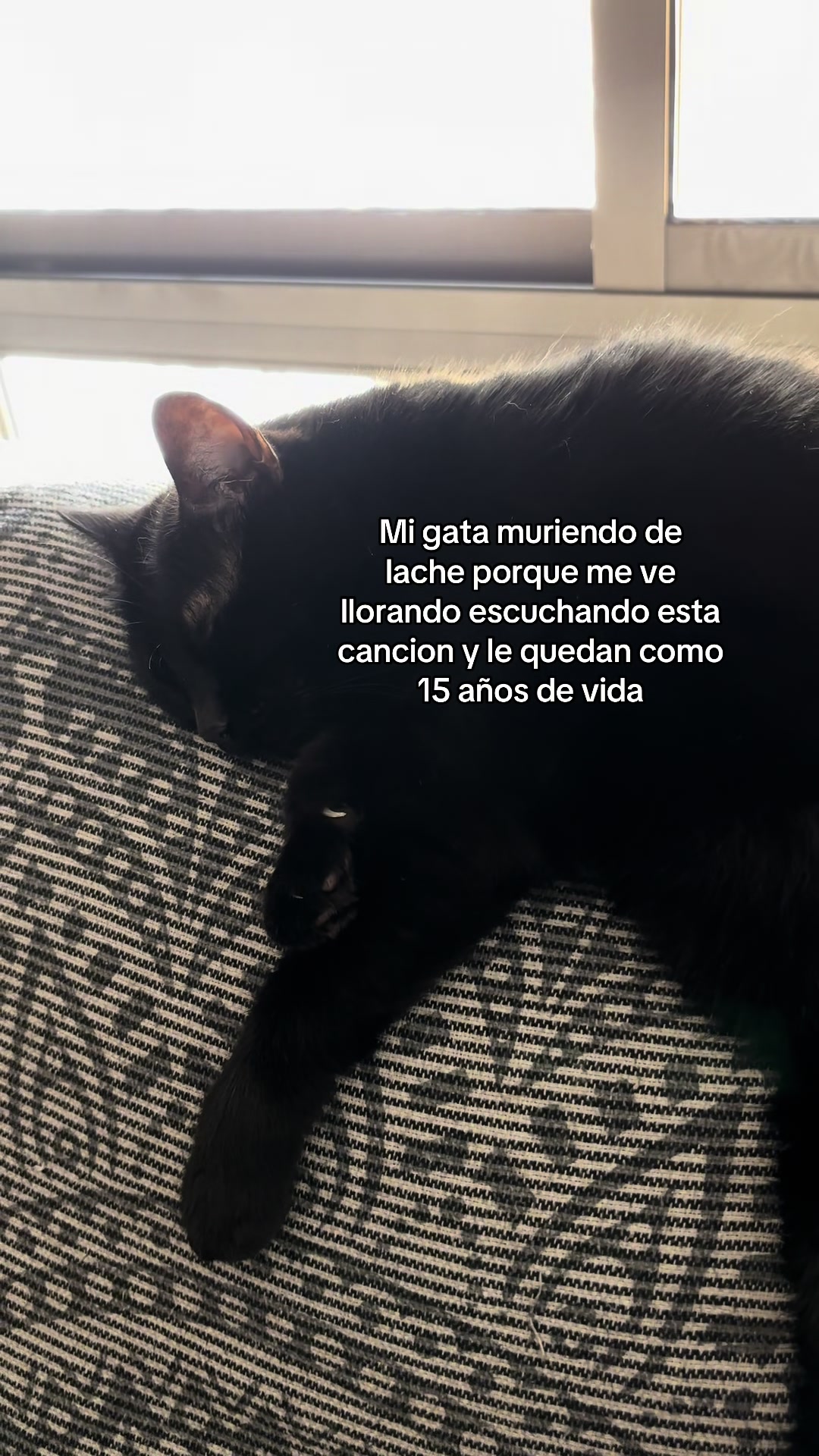 @BlackCatsMatter