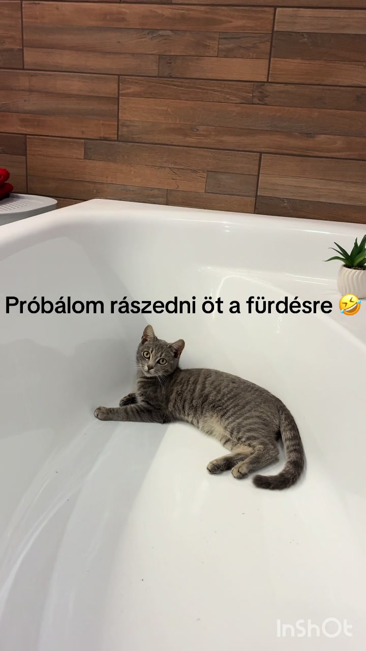 @Tivi🐺