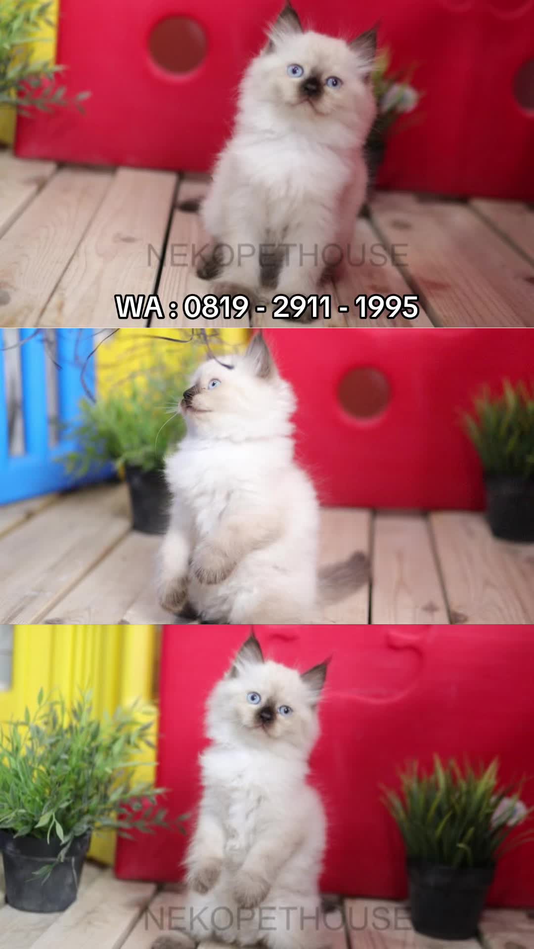 @Nekopethouse - Adopsi Kucing