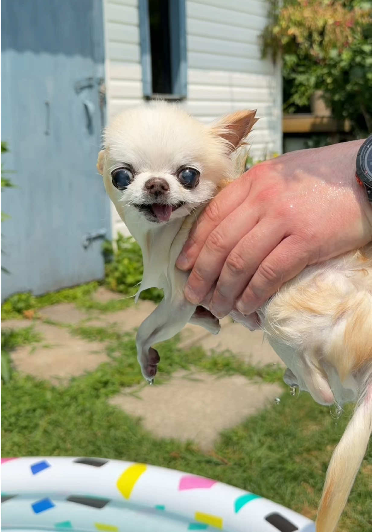 @Tiny Chihuahua Cedric & Maya