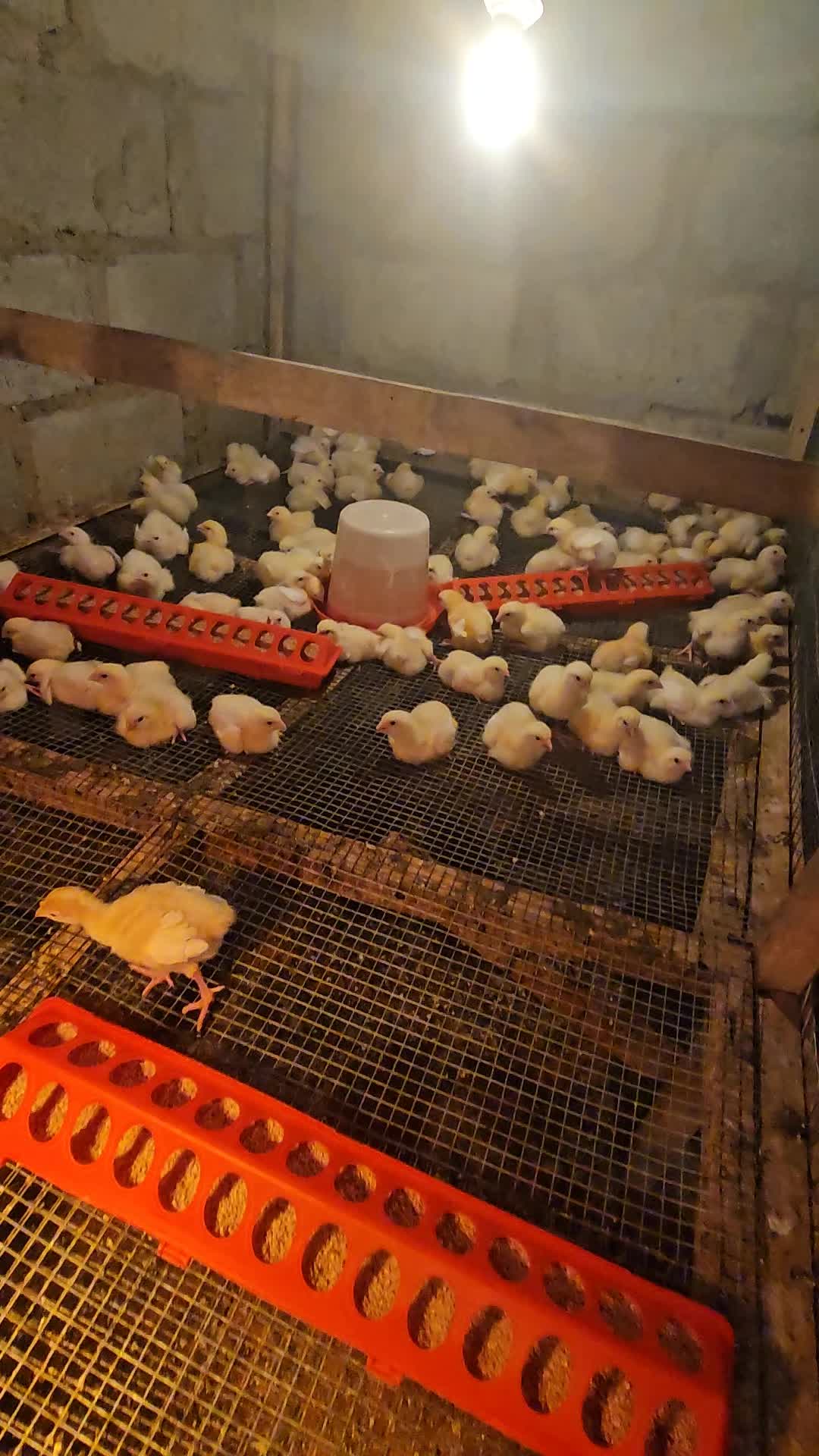 @thetri farms