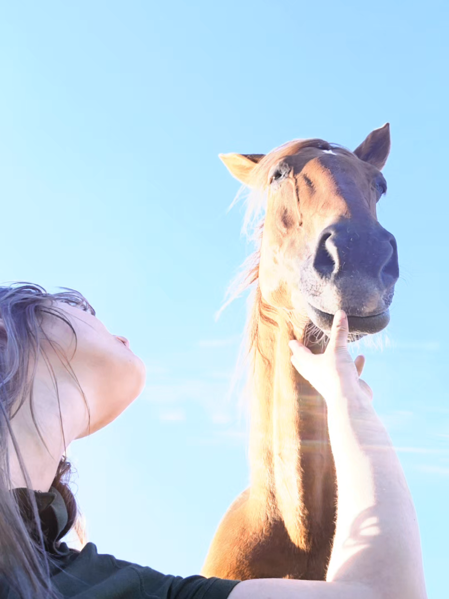 @Dino and horses