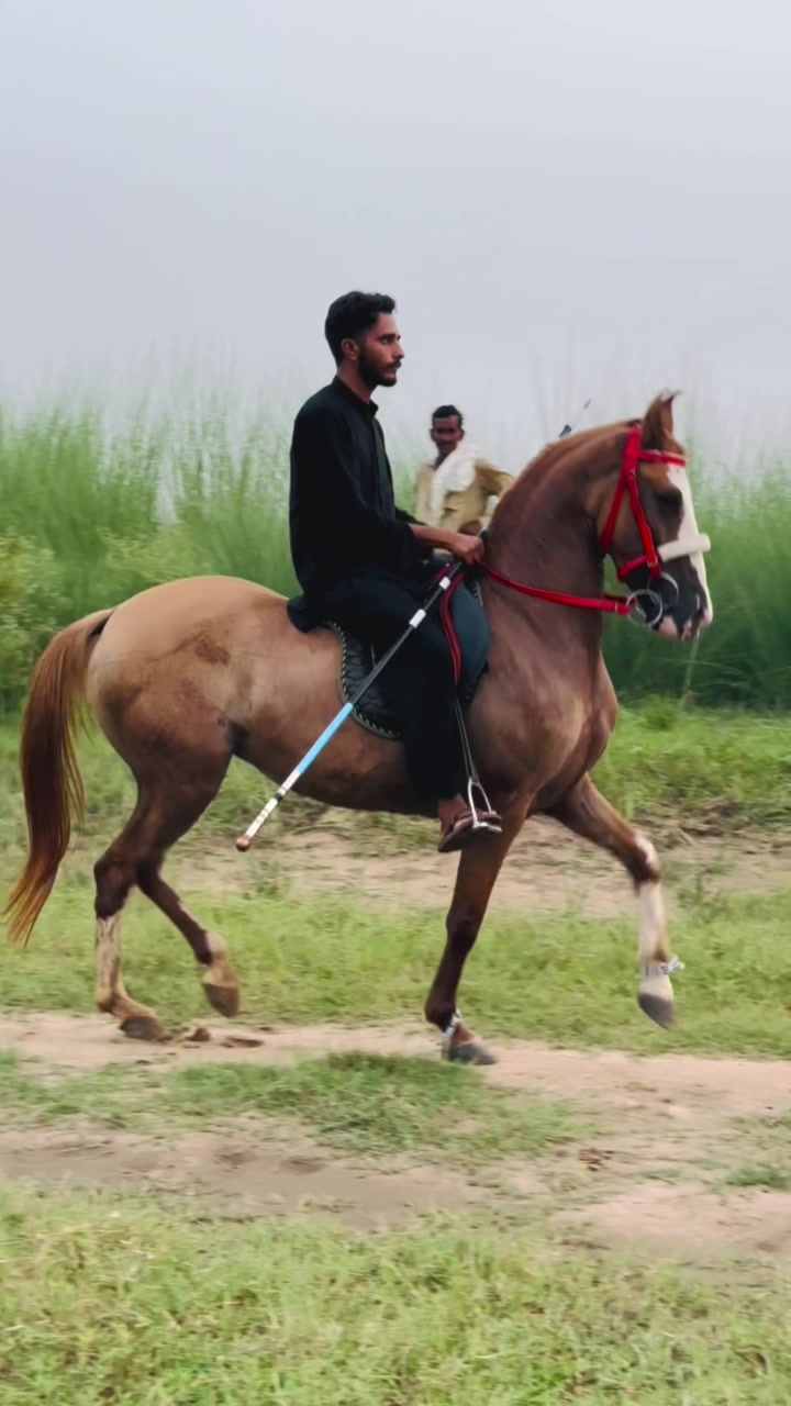 @Ch Hammad bokan ♥️🐎