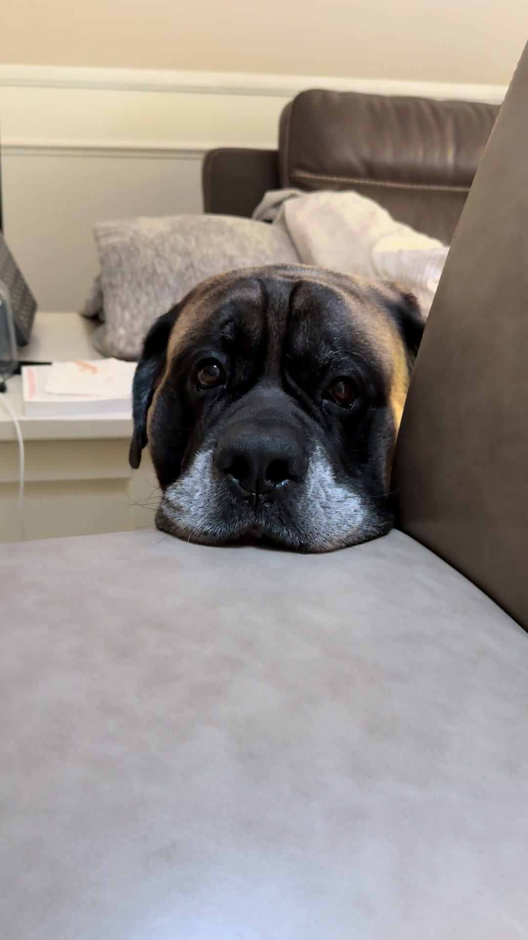 @Fronkythemastiff