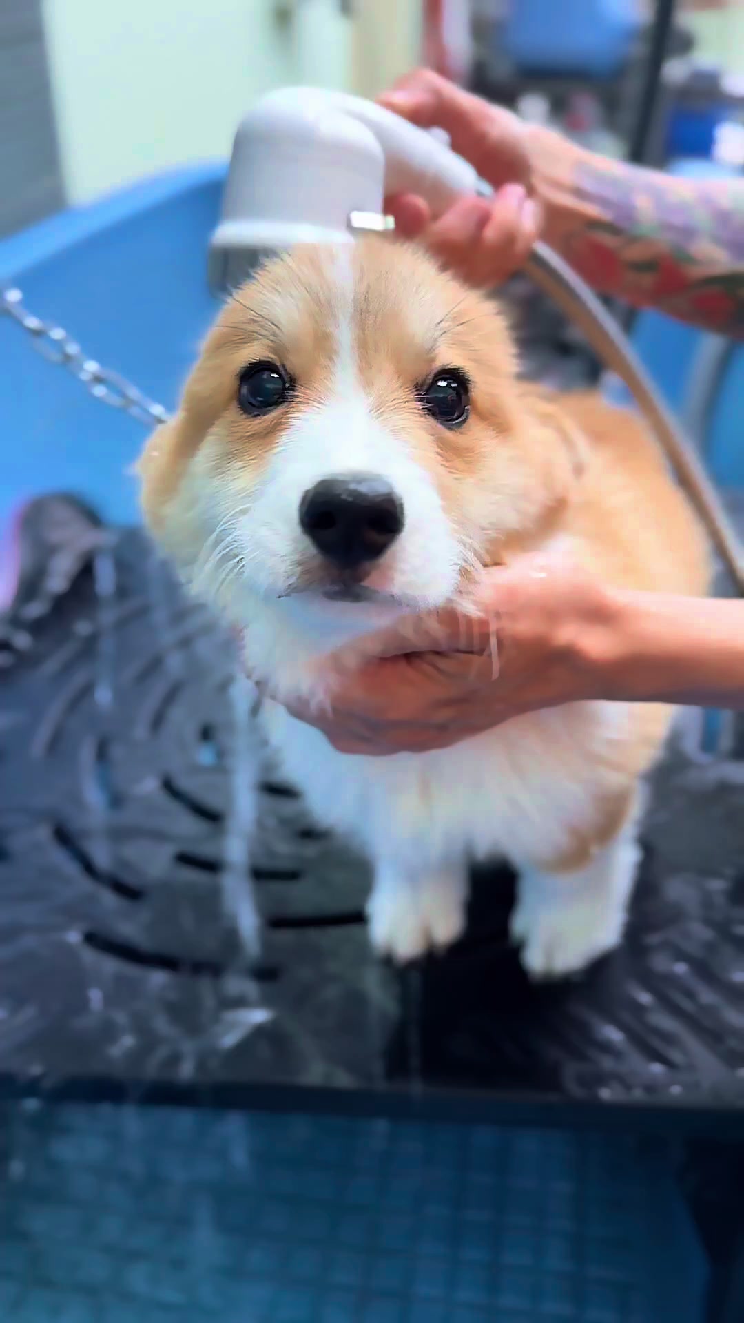 @Anna_cani