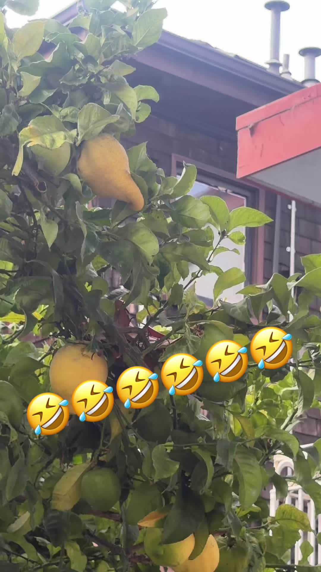 @Chapinsita Trinidad (502)