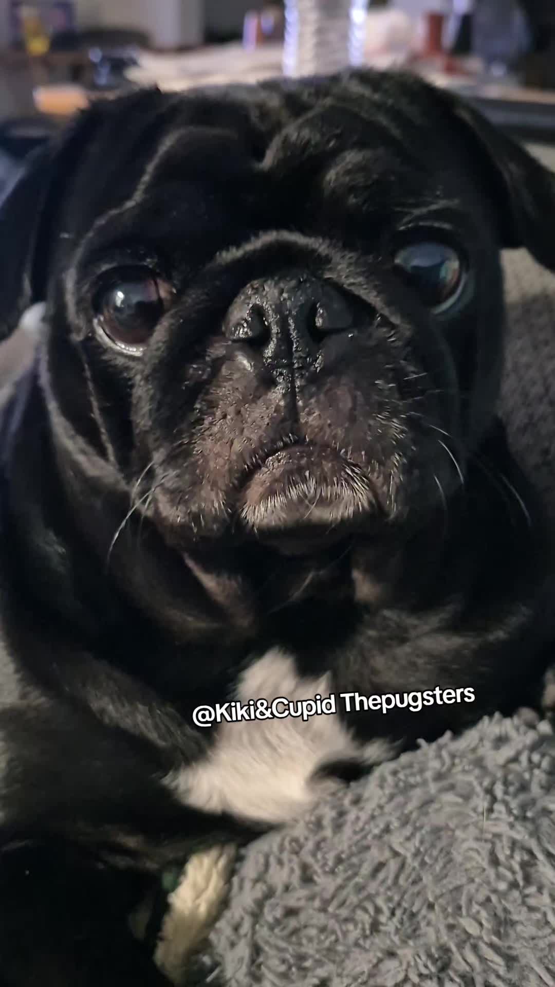 @Kiki&Cupid Thepugster