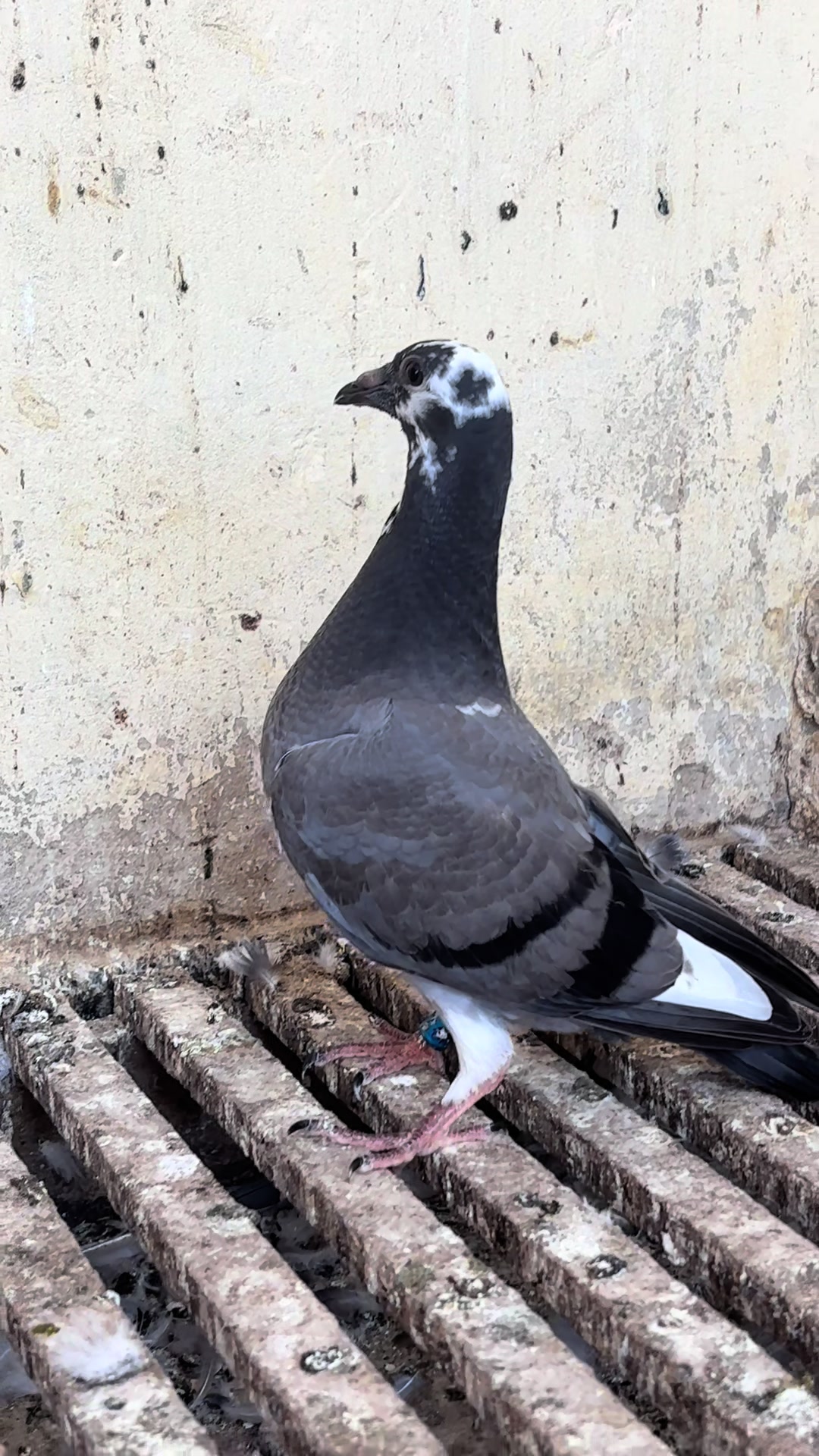 @OMZOLOFT🕊🦜🇸🇳
