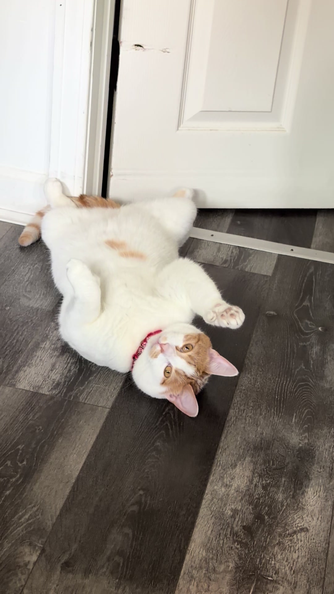 @Hanna 🐈 & Mayrie 👱&zwj;♀️