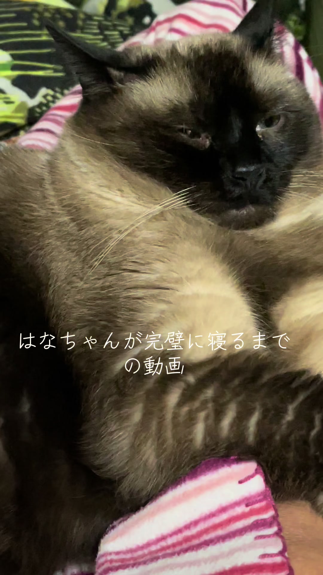 @sakurahana016