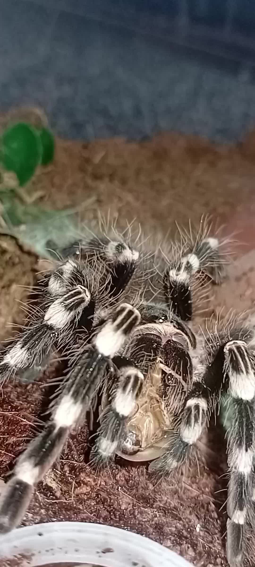 @creepy.crawlie.claire