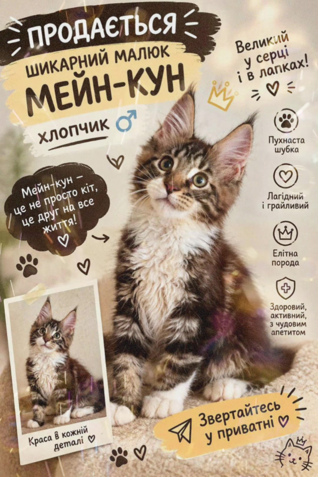 @PARAKENTOS*UA Maine coon
