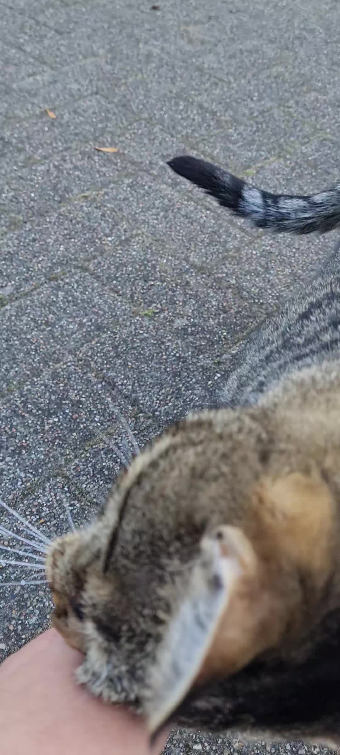 @Mira Lynn🐱🐾