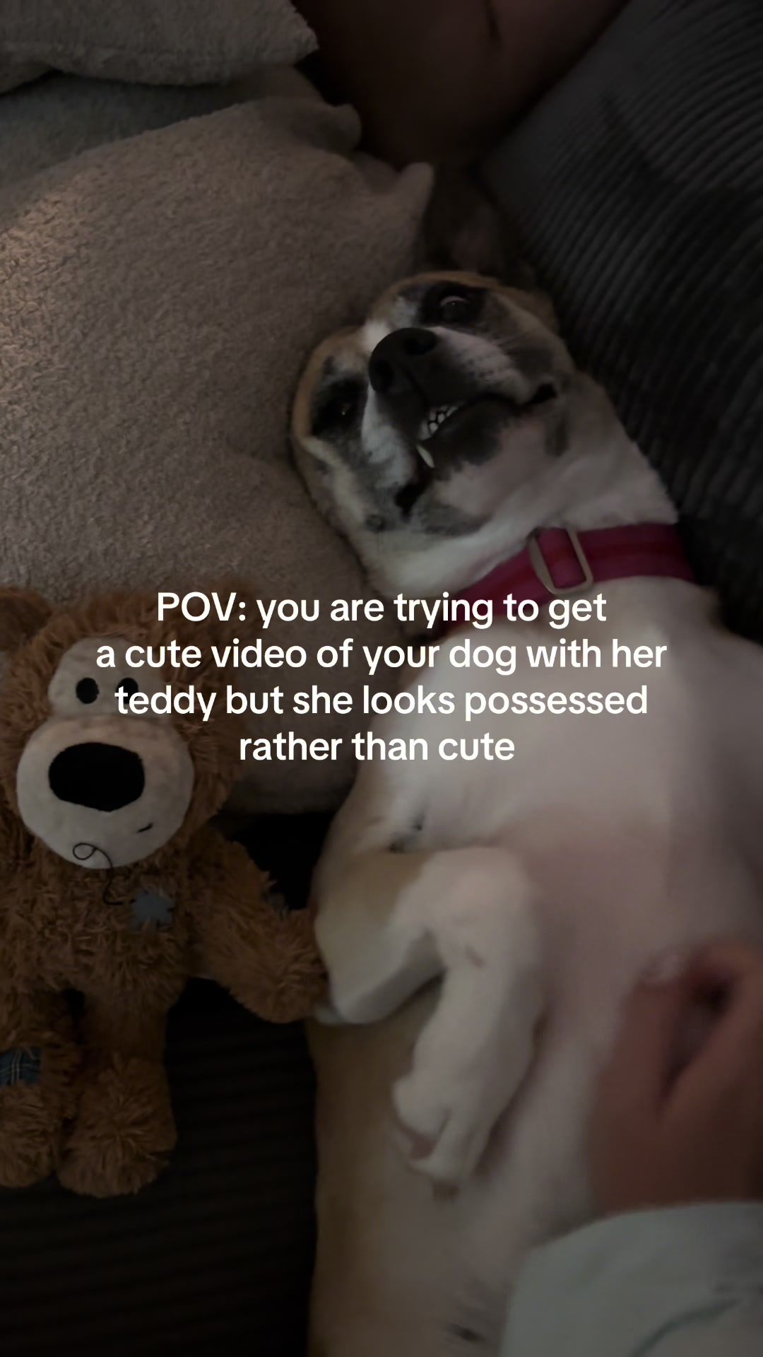 @Moo & Robyn 🐾 | UGC Creator