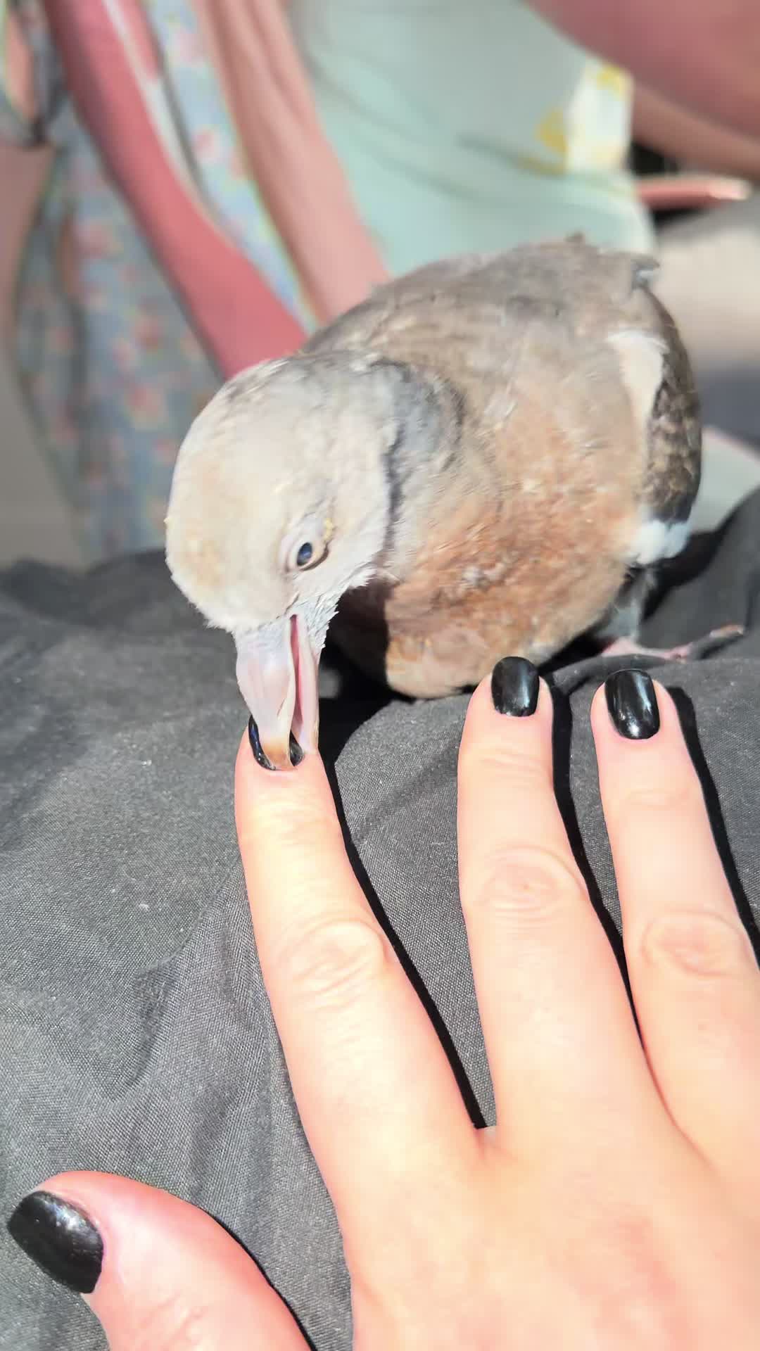 @Nekobutts 🐦