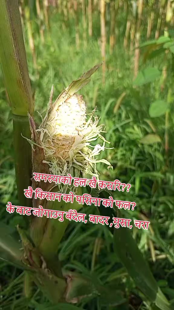 @Archana Khadka