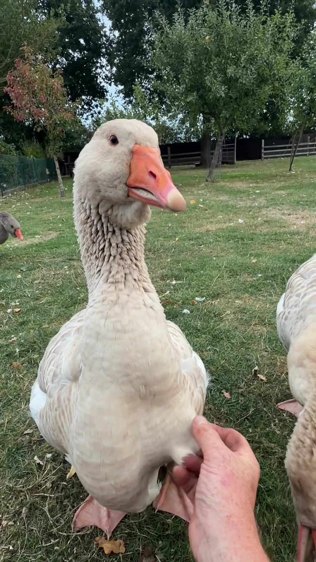 @Willsbirdsanddogs